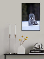 Great grey owl Poster och Canvastavla