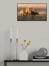 Red Fox Poster och Canvastavla