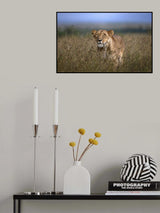 On the prowl Poster och Canvastavla