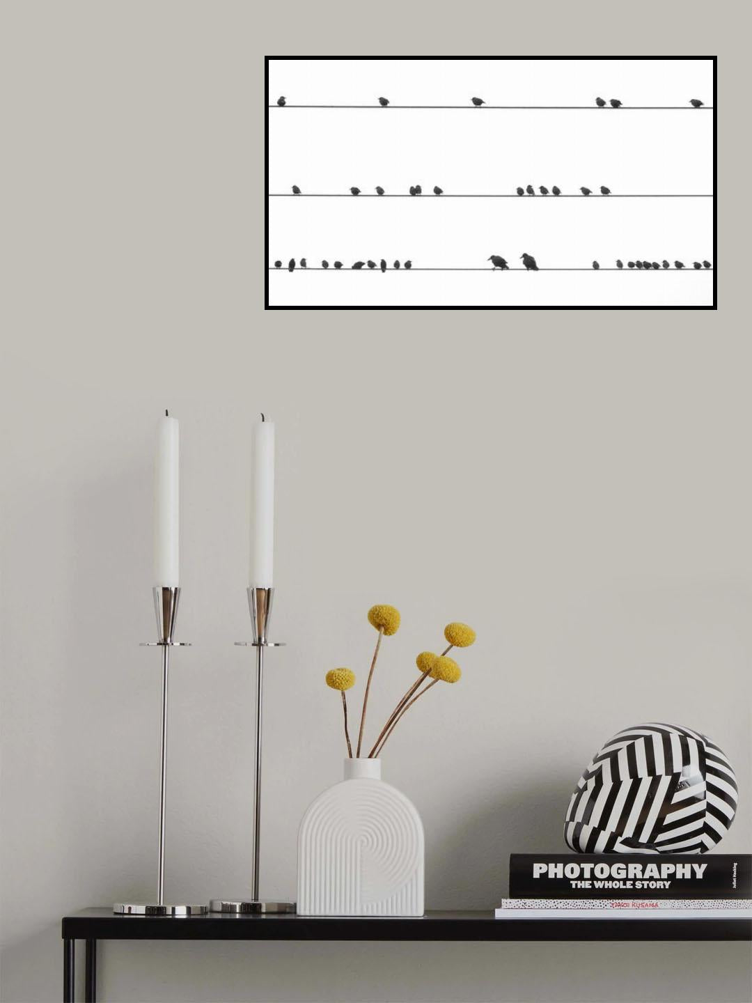 Partition of birds Poster och Canvastavla