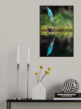 The Common Kingfisher, alcedo atthis Poster och Canvastavla