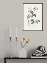 Poison Parsley (aethusa Cynapium) Medical Botany Poster och Canvastavla