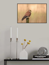 Female Common kestrel Poster och Canvastavla