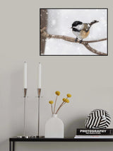 Black-Capped Chickadee in Snow Poster och Canvastavla
