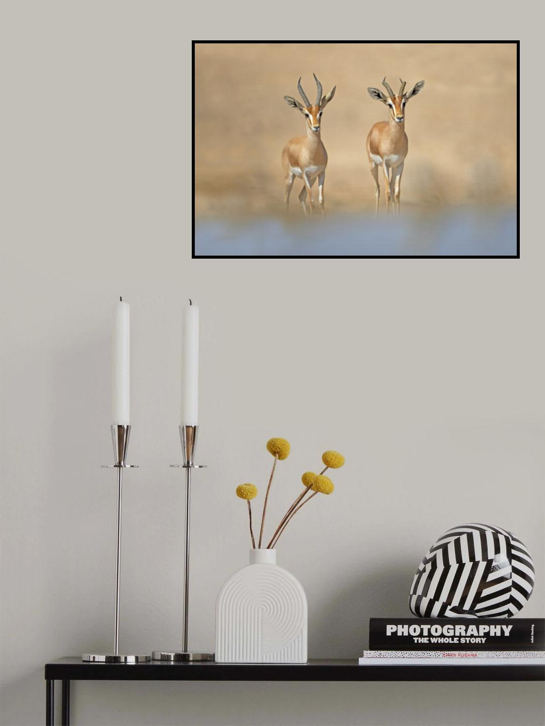 Dorcas Gazelle Poster och Canvastavla