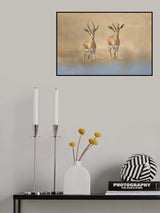 Dorcas Gazelle Poster och Canvastavla