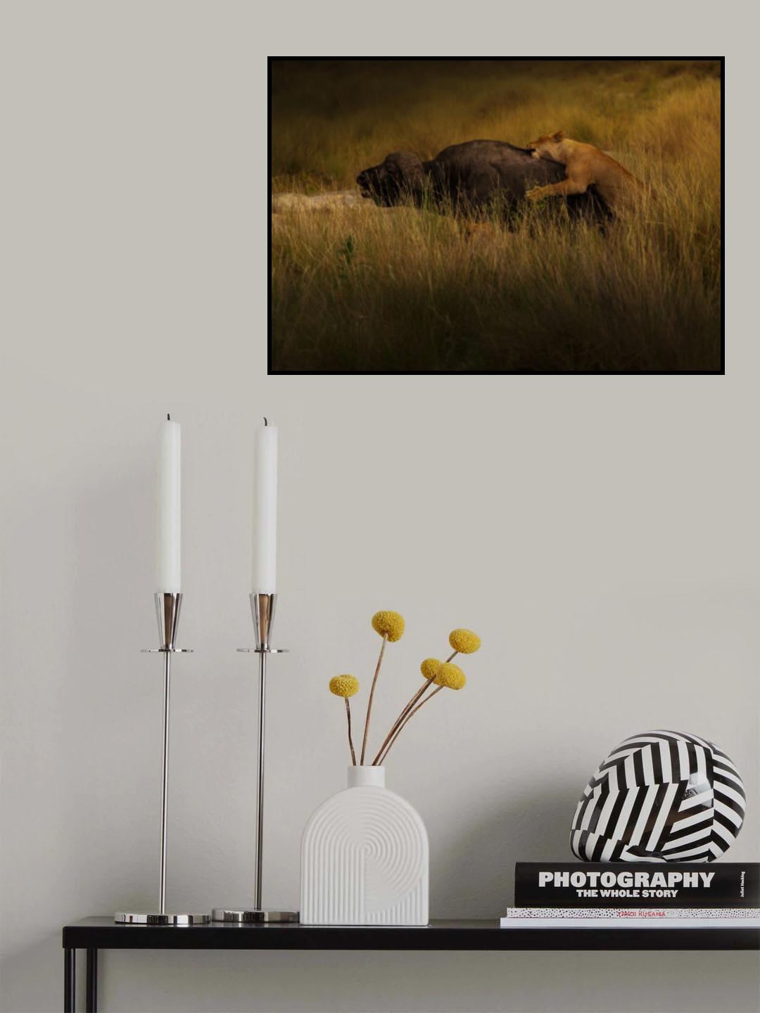 Lions Attack Buffalo Poster och Canvastavla