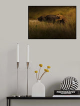 Lions Attack Buffalo Poster och Canvastavla