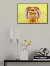 dragon fly Poster och Canvastavla