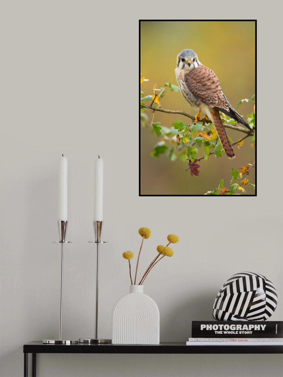 American kestrel Poster och Canvastavla