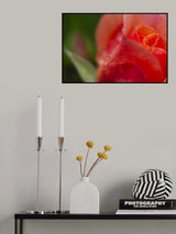 rose and water drops Poster och Canvastavla