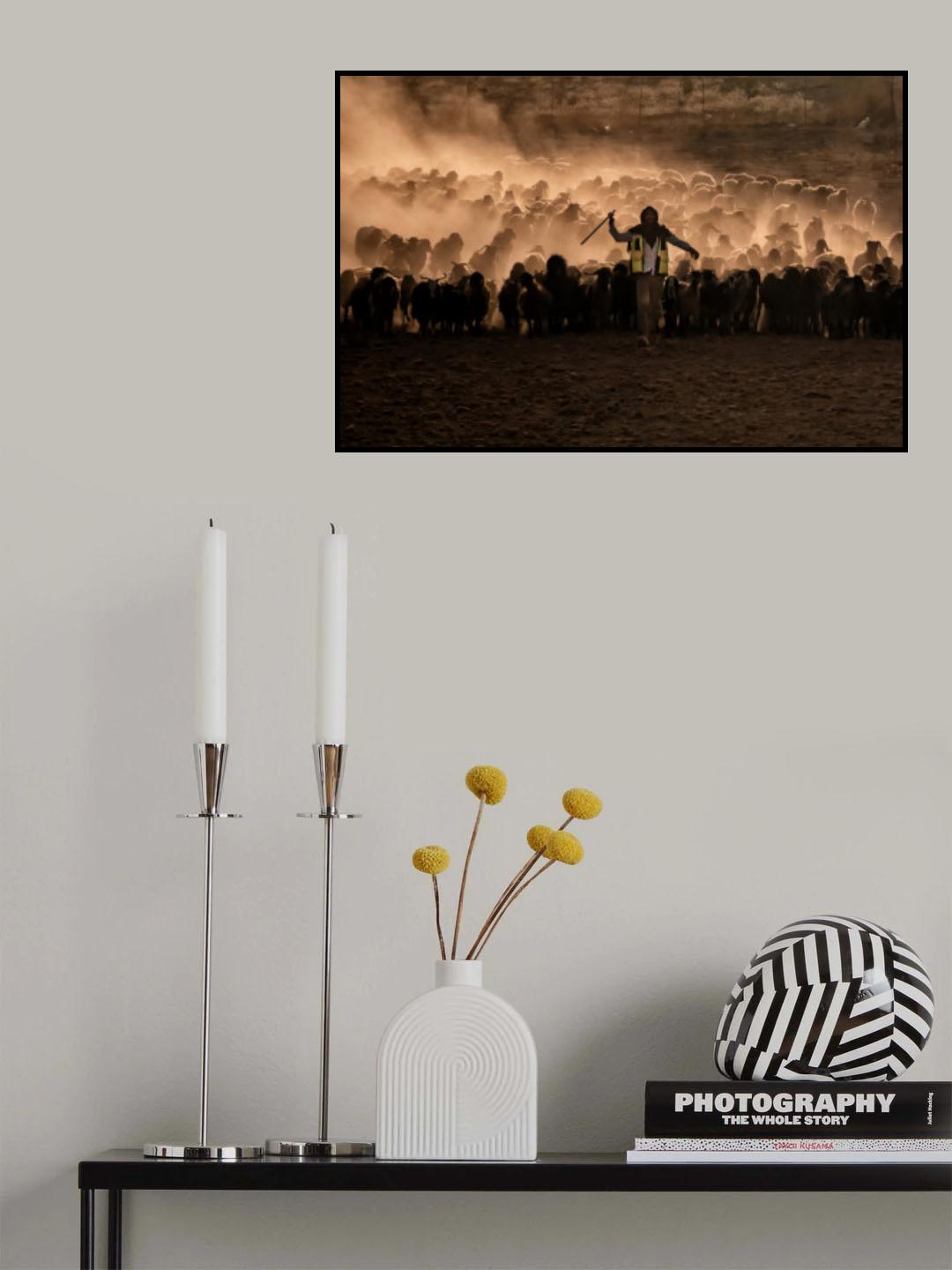 herds in sunset Poster och Canvastavla