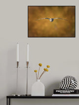Short-Eared Owl Poster och Canvastavla