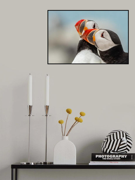 Puffin Lovin Poster och Canvastavla