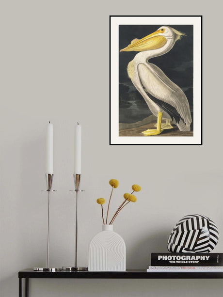 American White Pelican From Birds of America (1827) Poster och Canvastavla