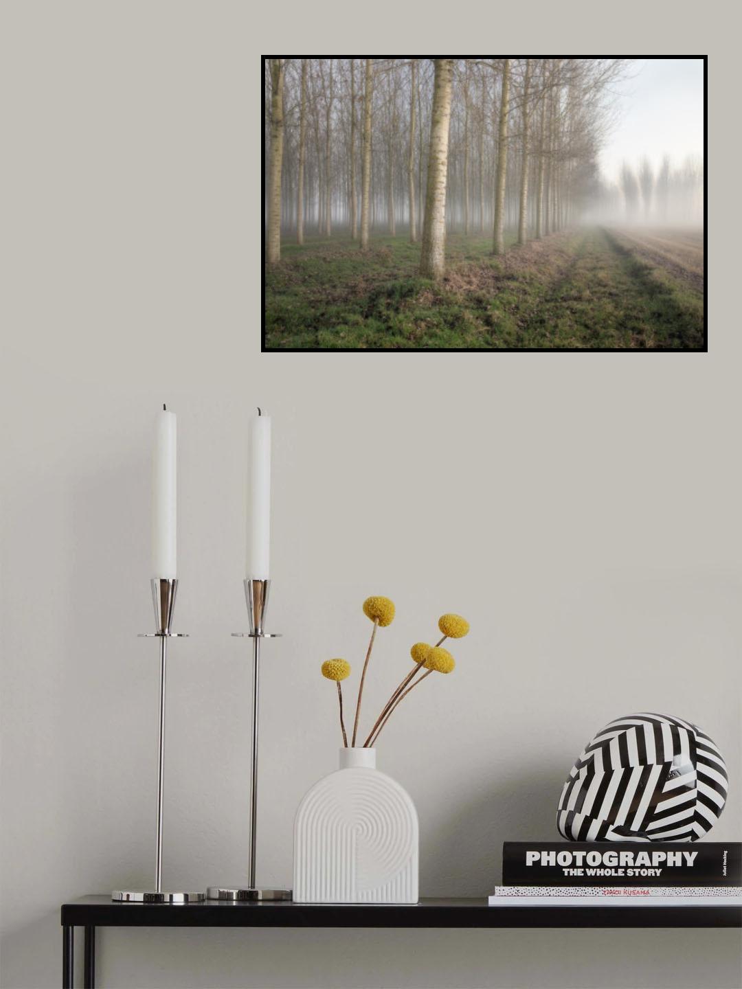 POPLARS IN THE MIST Poster och Canvastavla