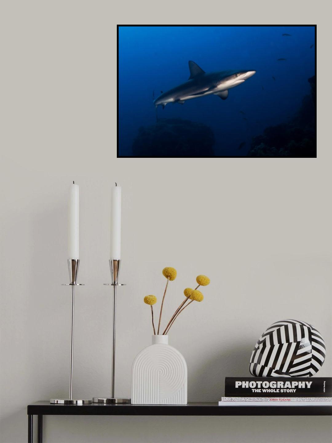 Juvenile Galapagos Shark Poster och Canvastavla