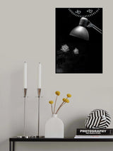white roses Poster och Canvastavla