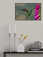 Black-chinned Hummingbird Poster och Canvastavla