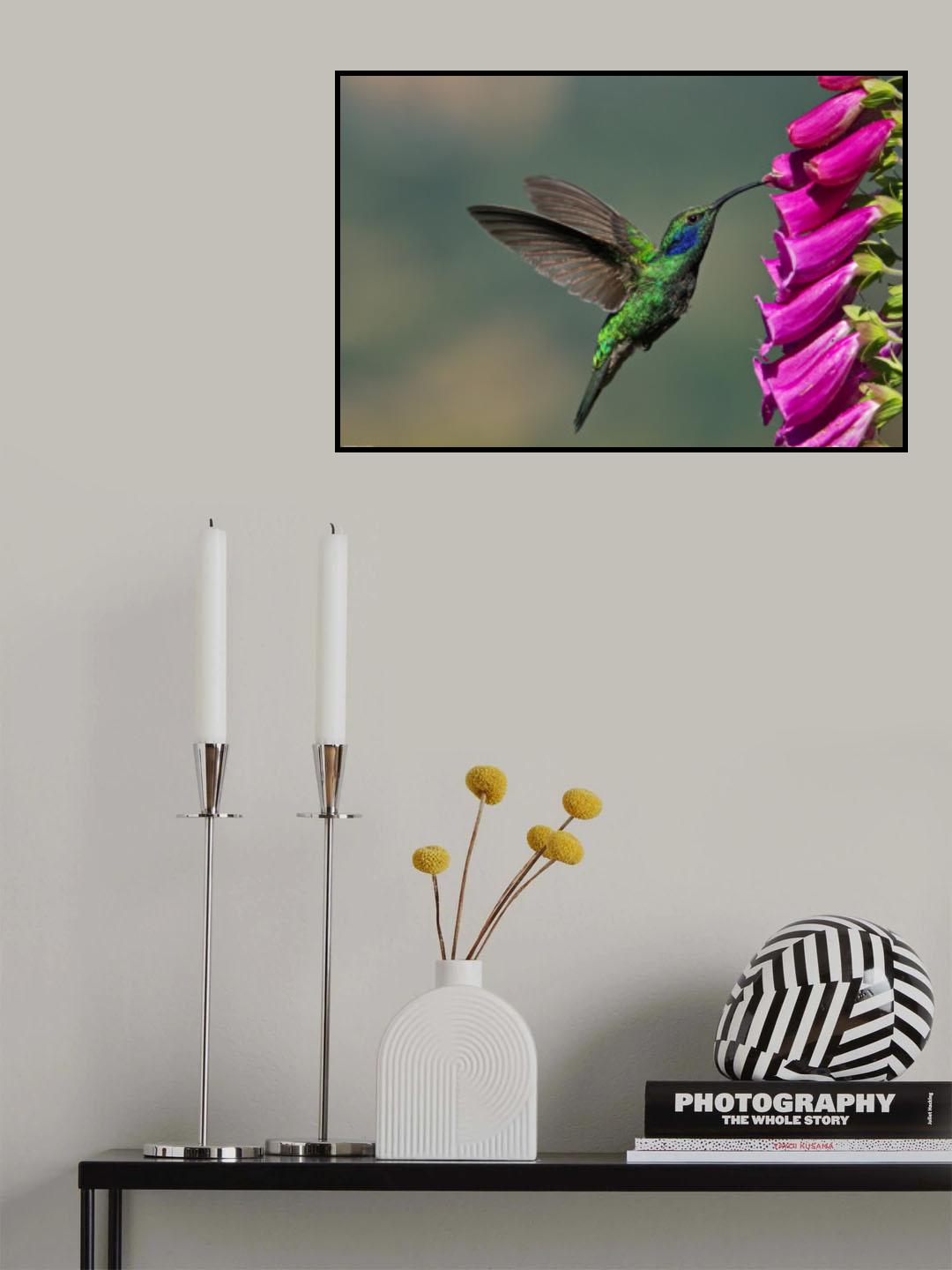 Black-chinned Hummingbird Poster och Canvastavla