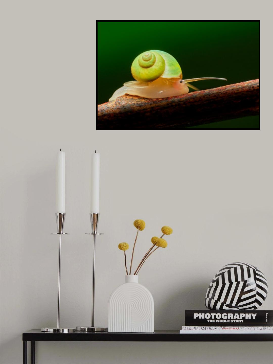 Leptopoma nitidum Poster och Canvastavla