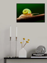 Leptopoma nitidum Poster och Canvastavla
