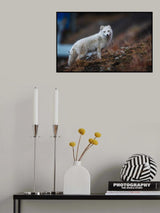 Fjellrev Poster och Canvastavla