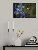 Like a bird Poster och Canvastavla