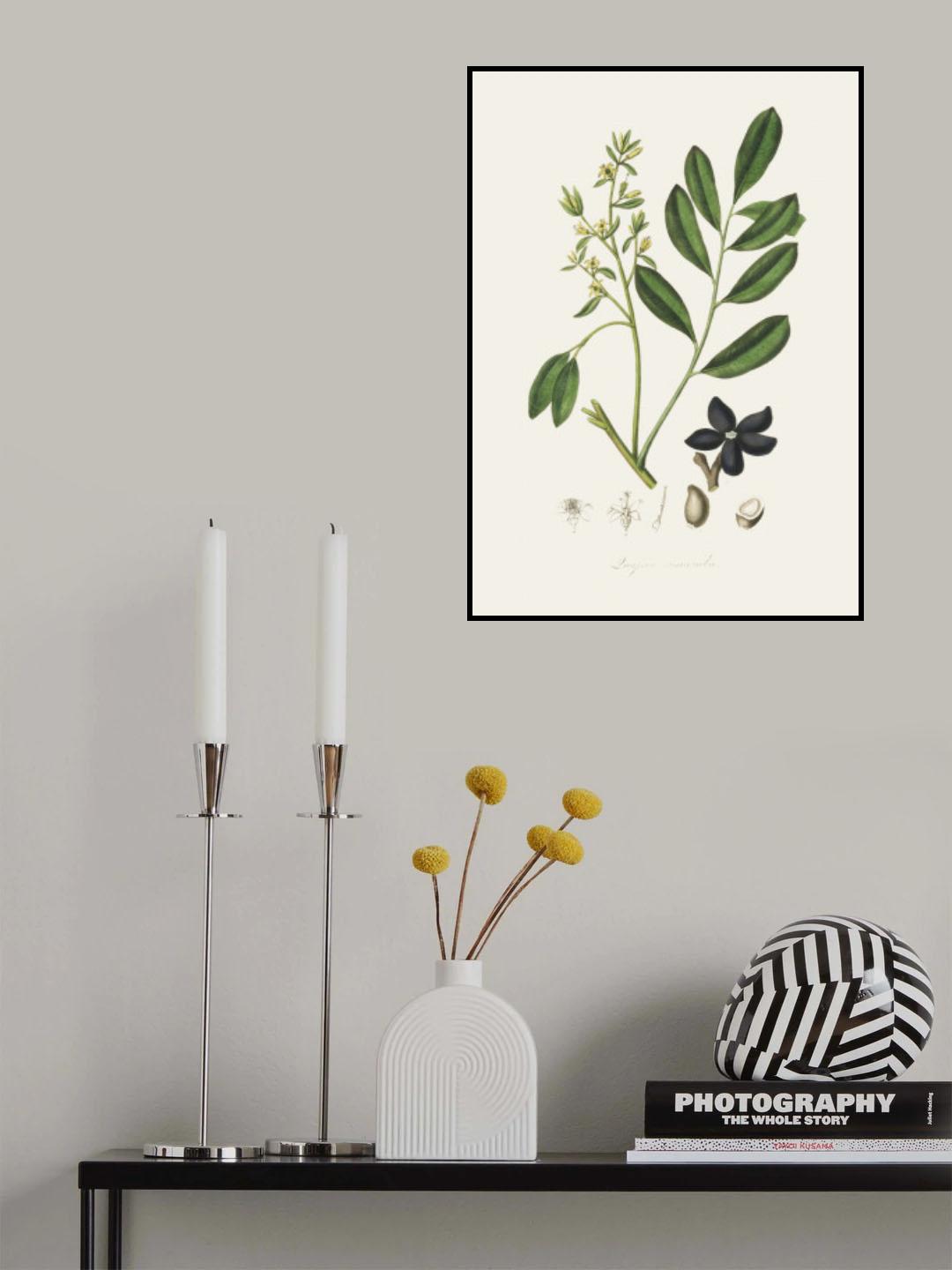 Lualsia Simarula Medical Botany Poster och Canvastavla