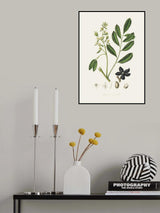 Lualsia Simarula Medical Botany Poster och Canvastavla