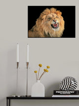 The King - a portrait Poster och Canvastavla