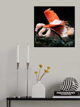 Grooming Poster och Canvastavla