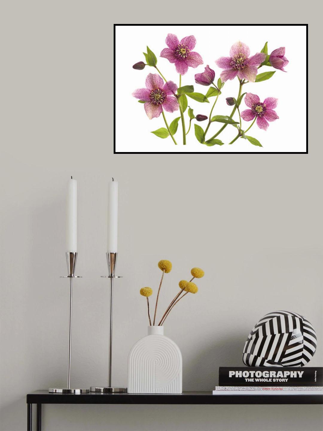 Helleborus x hybridus Tutu Poster och Canvastavla
