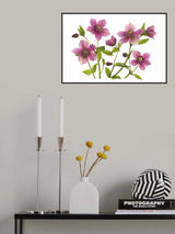 Helleborus x hybridus Tutu Poster och Canvastavla