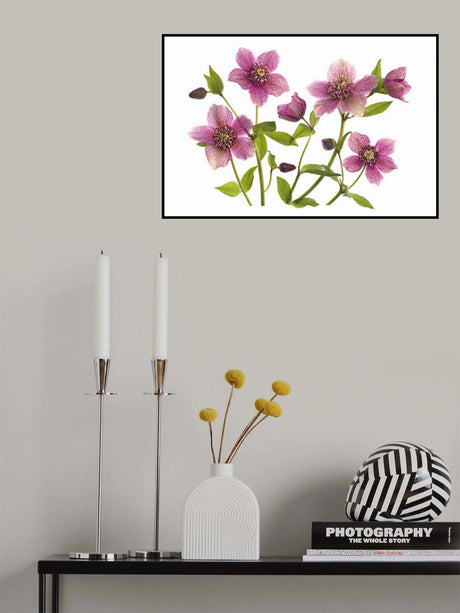 Helleborus x hybridus Tutu Poster och Canvastavla