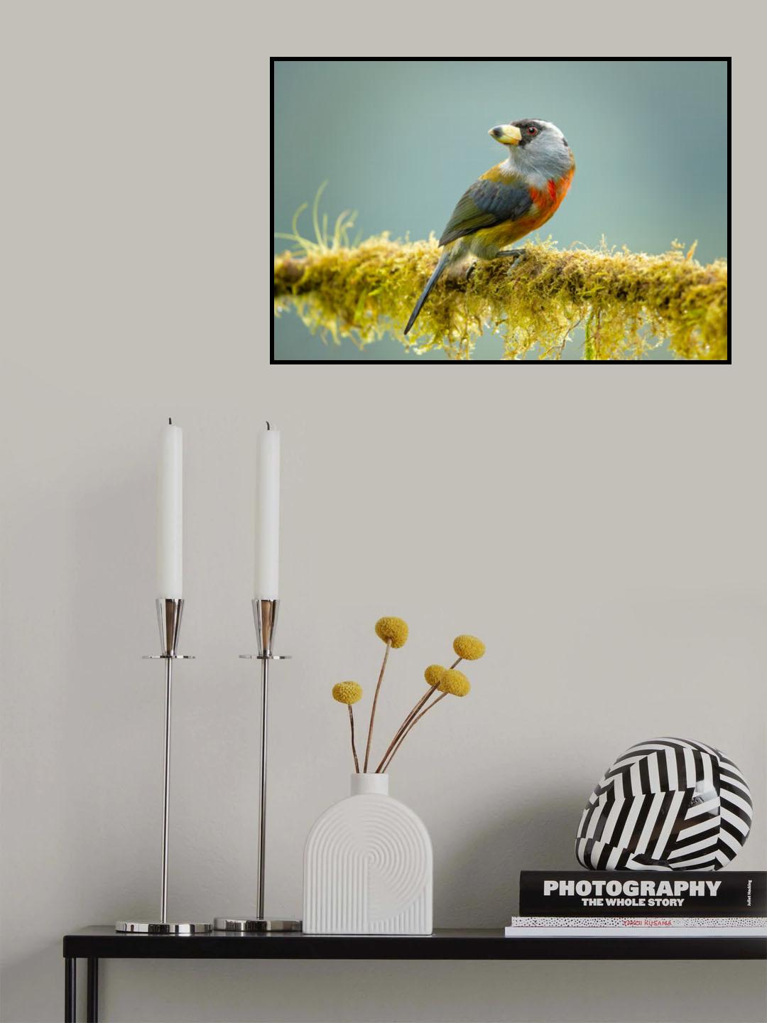 Toucan barbet Poster och Canvastavla