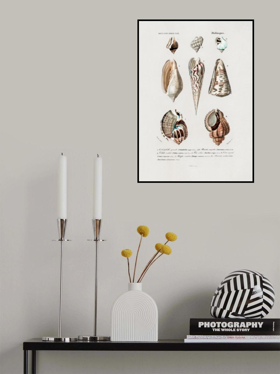 Sealife I Poster och Canvastavla
