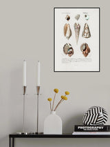 Sealife I Poster och Canvastavla