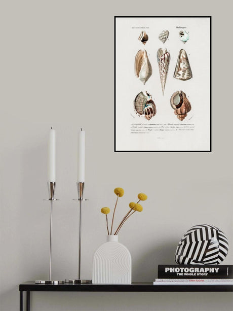 Sealife I Poster och Canvastavla