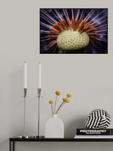 Inside dandelion Poster och Canvastavla