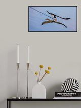 tilted skimming Poster och Canvastavla