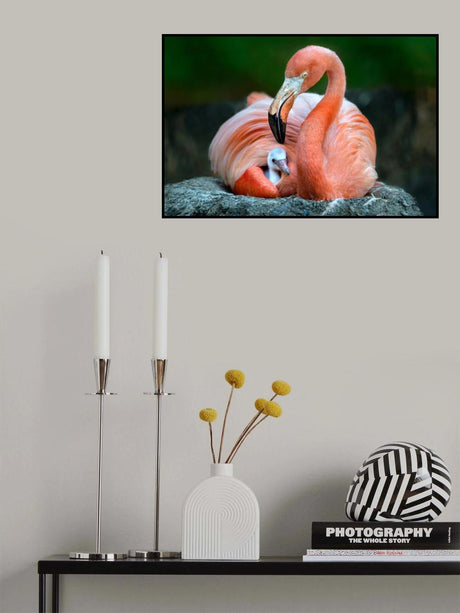 Mom flamingo with chick Poster och Canvastavla