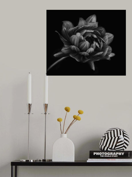 Dahlia Poster och Canvastavla