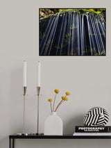 Ferns in Spring Poster och Canvastavla