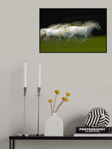 Stampedo Poster och Canvastavla