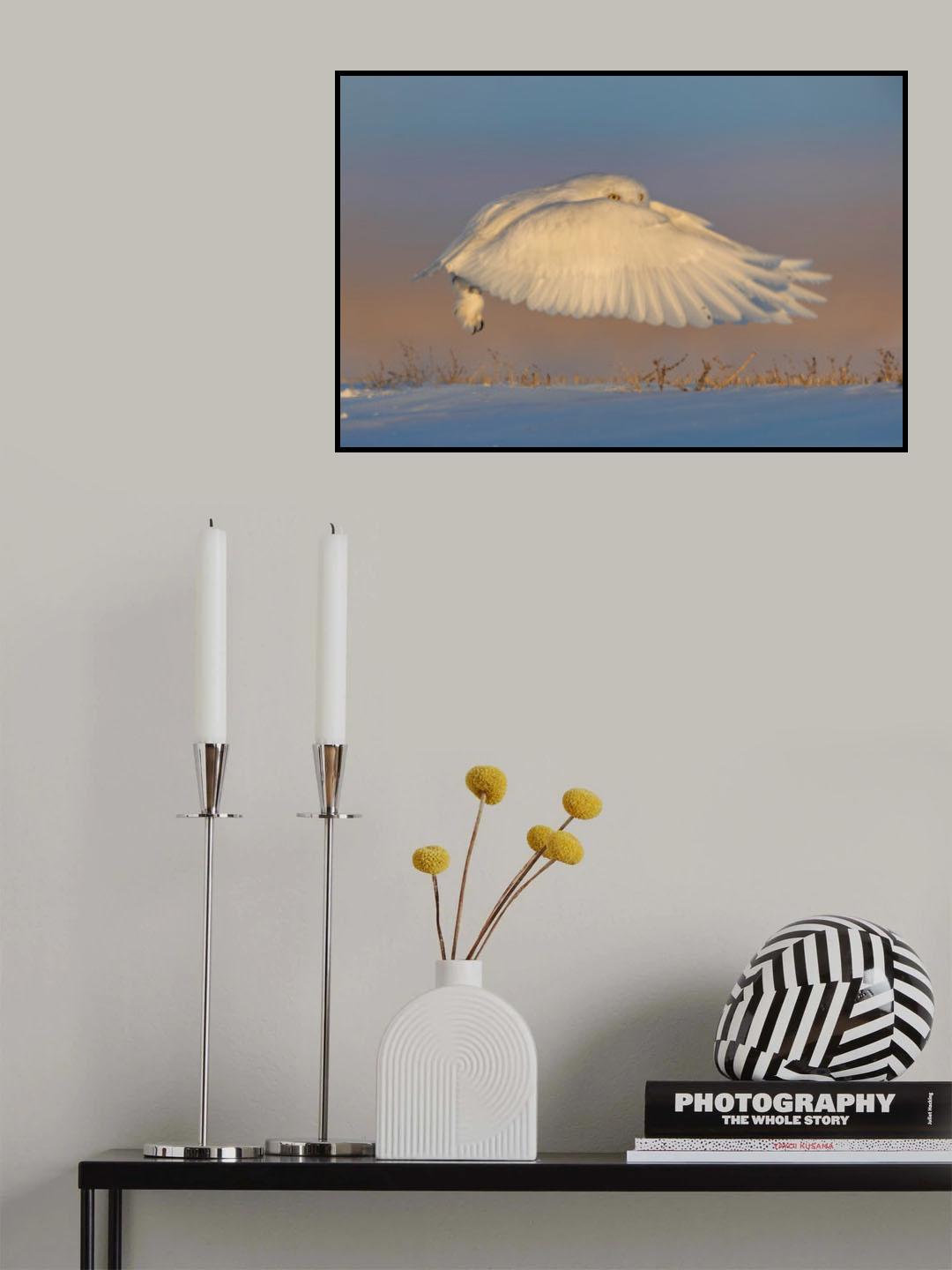 Snowy Owl Poster och Canvastavla