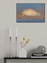 Snowy Owl Poster och Canvastavla