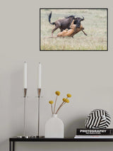 Fighting. Poster och Canvastavla