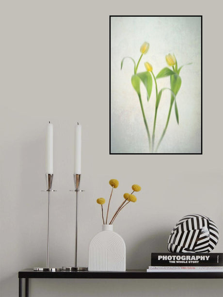 Yellow Tulips Poster och Canvastavla