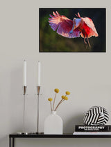 Roseate Spoonbill Poster och Canvastavla